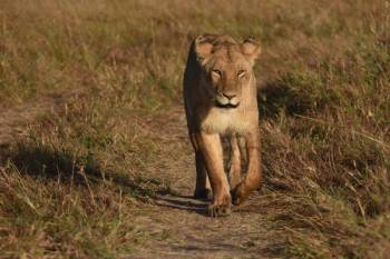 4 Nights Explore Kenya Safari