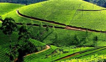 Munnar Thekkady Alappuzha Kovalam Tour