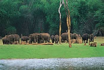 Thekkady Tour Packages