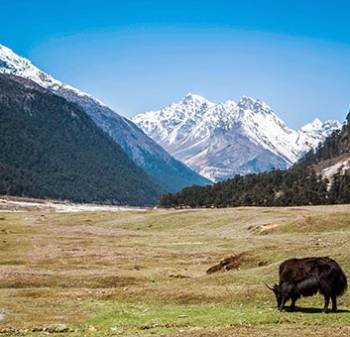 Lachung Tour Packages