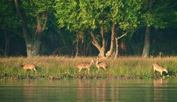 Sundarbans 2 Night 3 Days