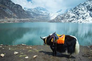 Amazing Gangtok 08 Nights - 09 Days Tour