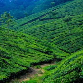 3 N/4 D Coimbatore To Munnar Thekady Package