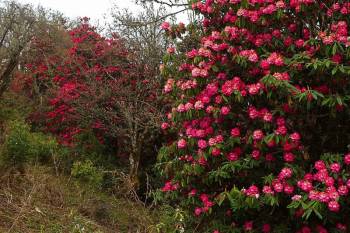 10 Days Druk Path Trek In Bhutan Tour