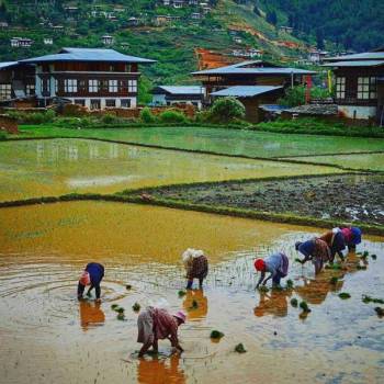 Punakha Tour Packages