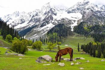 4 Nights 5 Days Kashmir Tour Package