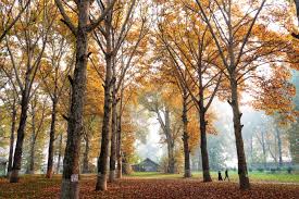 7 Days / 6 Nights Kashmir Tour
