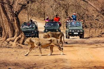 Sasan Gir Tour Package 1 Night - 2 Day