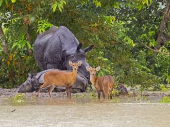 5 Night Kaziranga - Shillong - Cherrapunjee - Guwahati Tour