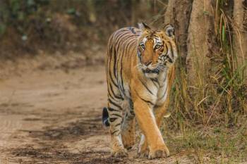 3 Nights Corbett - Nainital Tour Package