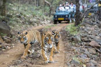 7 Nights Udaipur - Ranthambhore - Agra - Jaipur Tour
