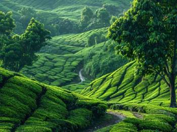3 Nights Coorg Tour Package