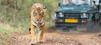 Jim Corbett Tour Package 3 Days - 2 Nights