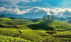 6D 5N Munnar Thekkady Alappuzha Kochi tour