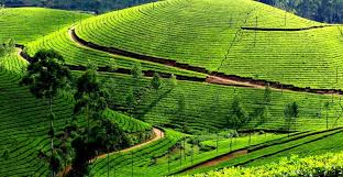 Thekkady Tour Packages