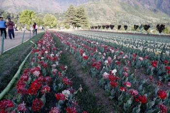 4 Days Char Chinar And Tulip Package