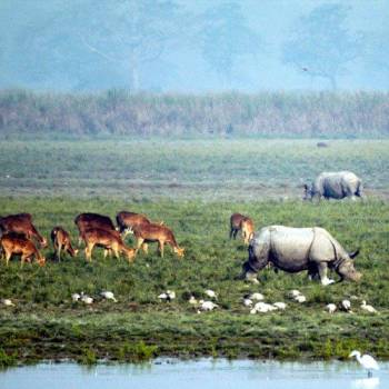 Kaziranga Tour Packages