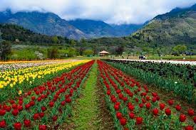 8 DAYS - 7 NIGHTS KASHMIR PACKAGE