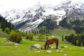 Srinagar Gulmarg Tour