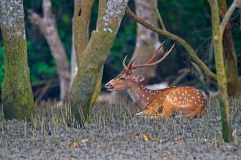 South 24 Parganas Tour Packages