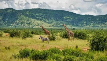 Ngorongoro Tour Packages
