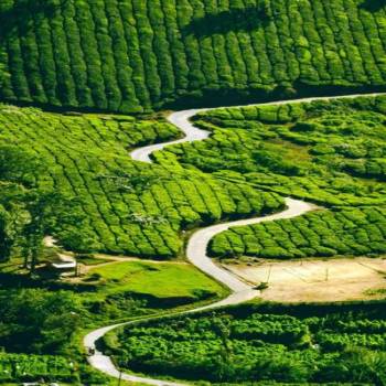 Thekkady Tour Packages