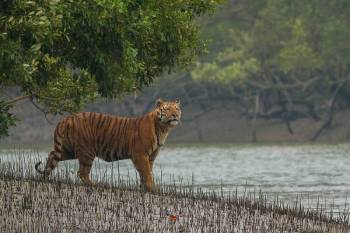 1 Night - 2 Day Sundarban Tour Package