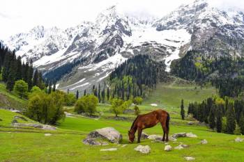 Budgam Tour Packages