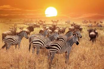 Serengeti 4 Days Safari Tour