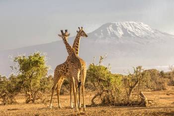 Arusha Park Day Trip