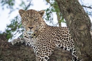 4-Day Mid-Range Safari - Up close with the Big Five