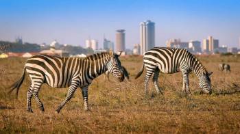 Masai Mara Tour Packages