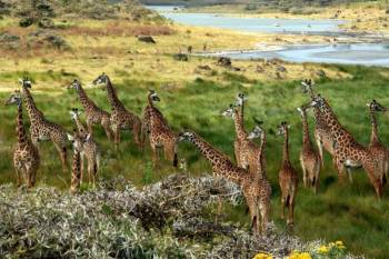 3 Days 2 Nights Comfort Safari Manyara - Ngorongoro Tour