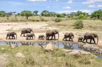 4 Days 3 Nights Comfort Safari Tarangire - Manyara - Ngorongoro Tour