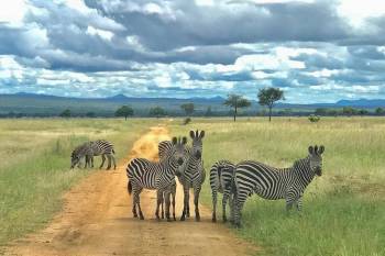 10D Unique Safari-Cultural Experience Tarangire-Manyara-Ngorongoro-Serengeti-Lake Eyasi-Arusha Tour