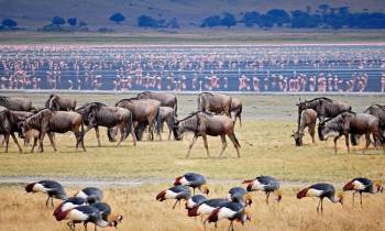 Ngorongoro Crater Day Trip