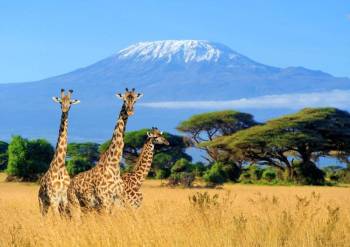 Kilimanjaro Tour Packages