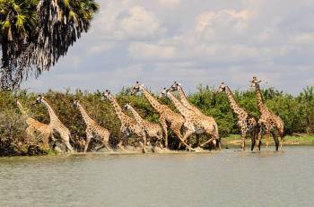 4 Days 3 Nights Selous - Nyerere National Park Tour