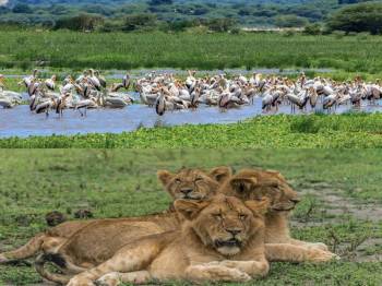 3-Day Affordable Safari from Zanzibar to Northern Parks