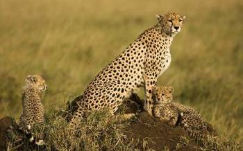 Arusha Tour Packages