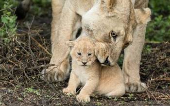 3-Day 2Nights Mid Range Safari Tour Tarangire-Lake Eyasi