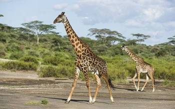 Arusha Tour Packages