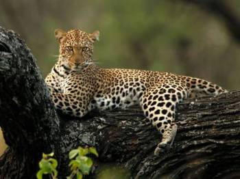 3-Day 2Nights Mid Range Safari Tour Tarangire-Lake Eyasi