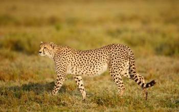 4-Day Best Safari in Tarangire, Serengeti & Ngorongoro