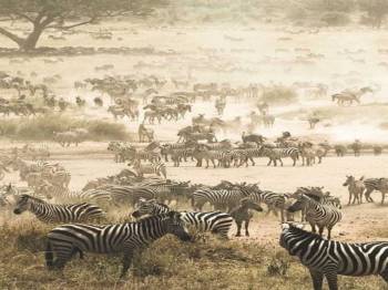 4-Day Best Safari in Tarangire, Serengeti & Ngorongoro