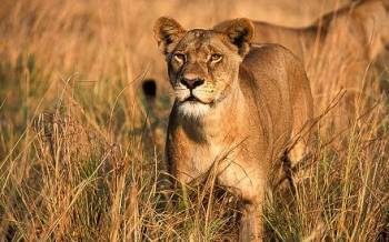 4-Day Best Safari in Tarangire, Serengeti & Ngorongoro