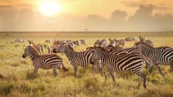 4-Day Group Tour Tarangire/Serengeti/Ngorongoro Camping