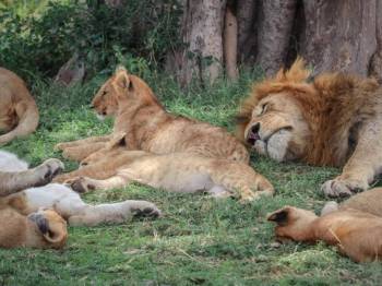 4-Day Tarangire, Serengeti & Ngorongoro from Zanzibar