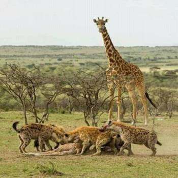 4-Day Tarangire, Serengeti & Ngorongoro from Zanzibar