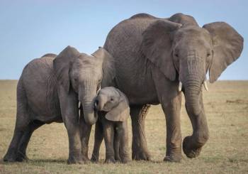 4-Day Tarangire, Serengeti & Ngorongoro from Zanzibar